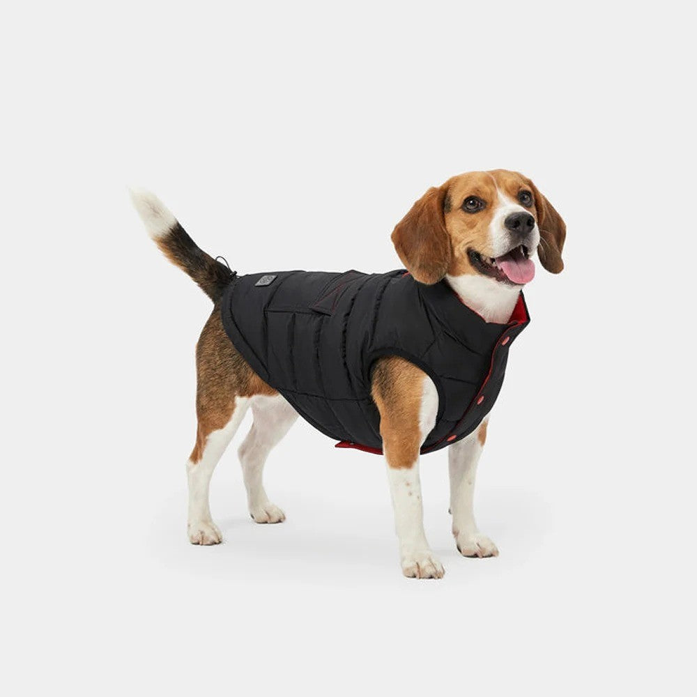 Gløde verwarmde hondenjas aan een beagle